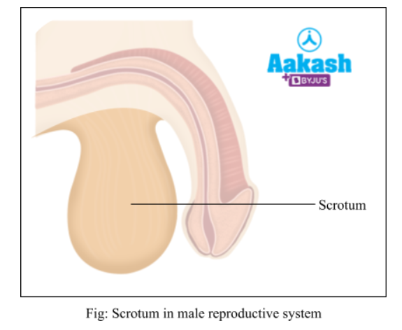 scortum-in-male-reproductive