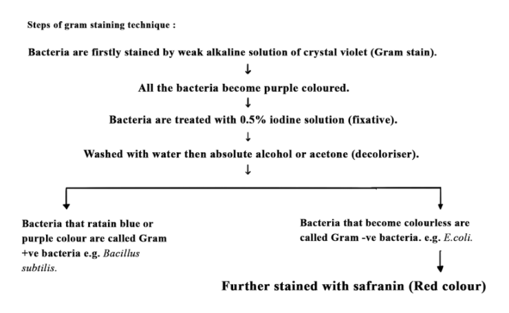 step-of-gram-staining-technique