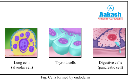 cells formed by endoderm