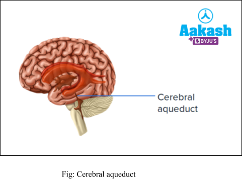 cerebral aqueduct