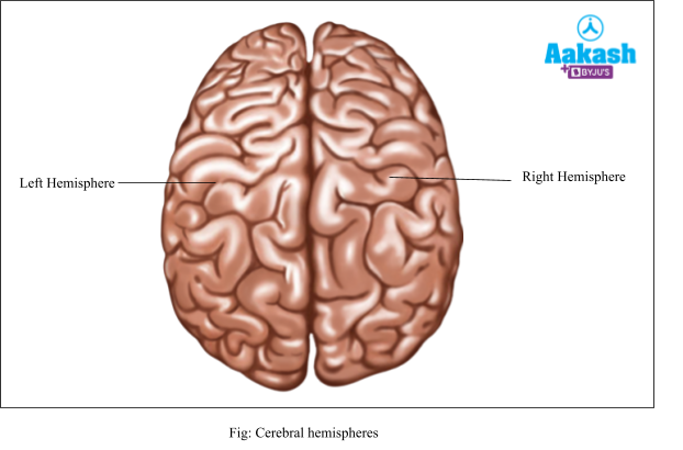 cerebral hemispeheres