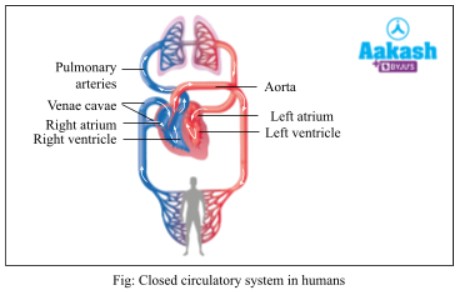 closed circulatory system in humans
