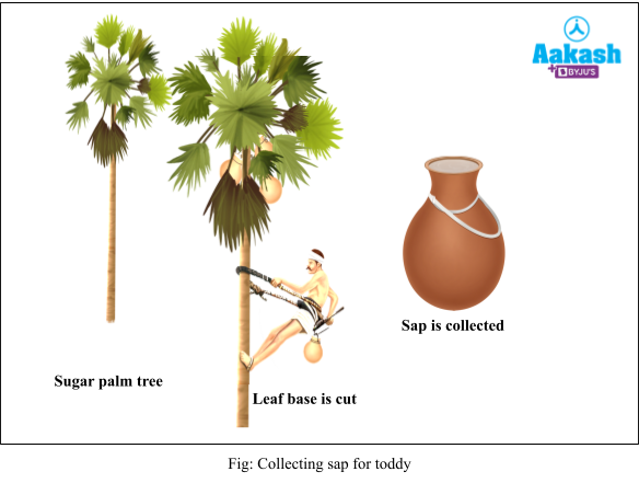 collecting sap for toddy