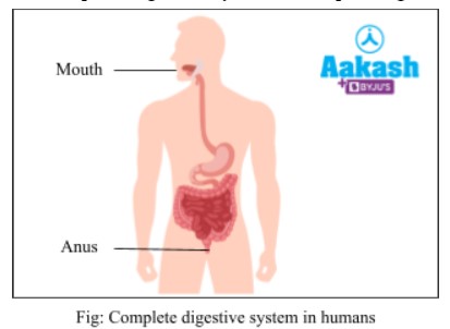 complete digestive system in humans