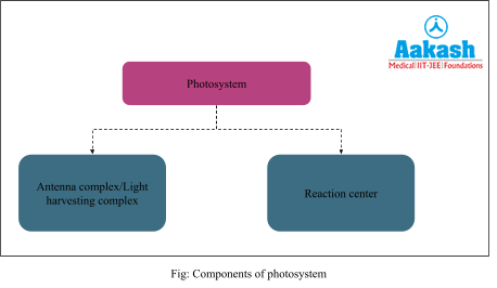 component of photosystem