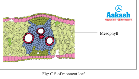 cs of monocot leaf