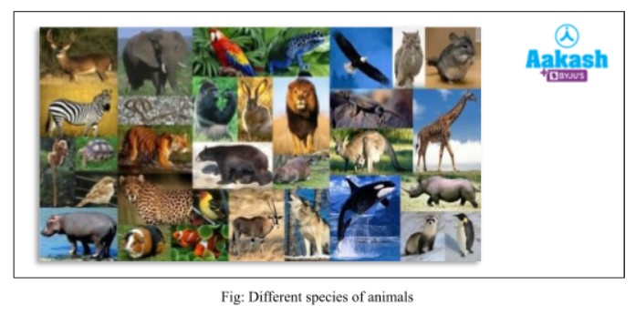 different species of animals