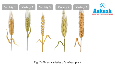 diffrent varieties of a wheat plant