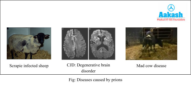 Diseases Caused by Prions