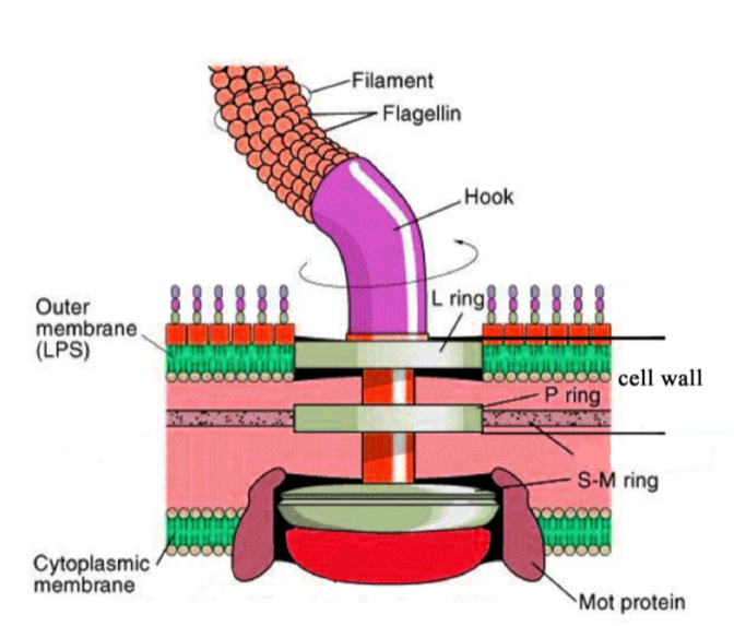 gram-negative-bacterium