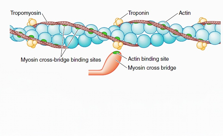 Muscle Contraction