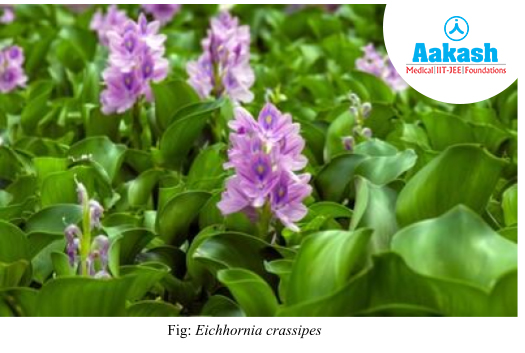 eichhormia crassipes