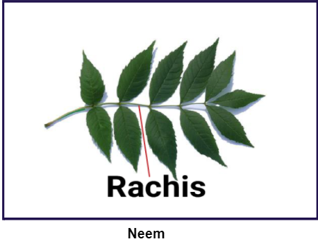 neem