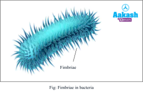 fimbrine in bacteria