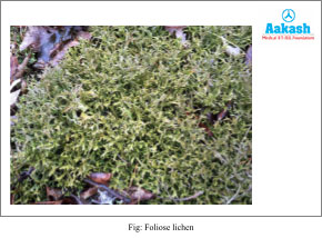 Foliose lichens