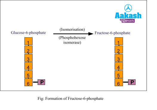 formation of fructose 6 phosphate