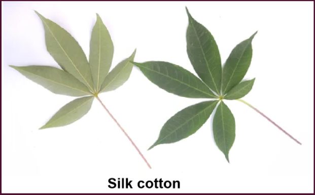 silk-cotton