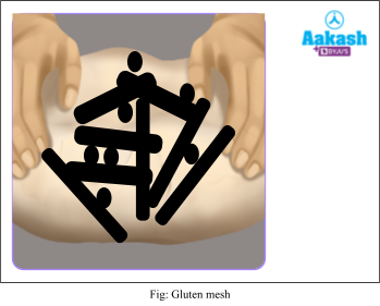 gluten mesh