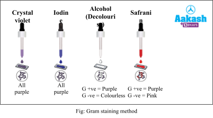 gram staining method
