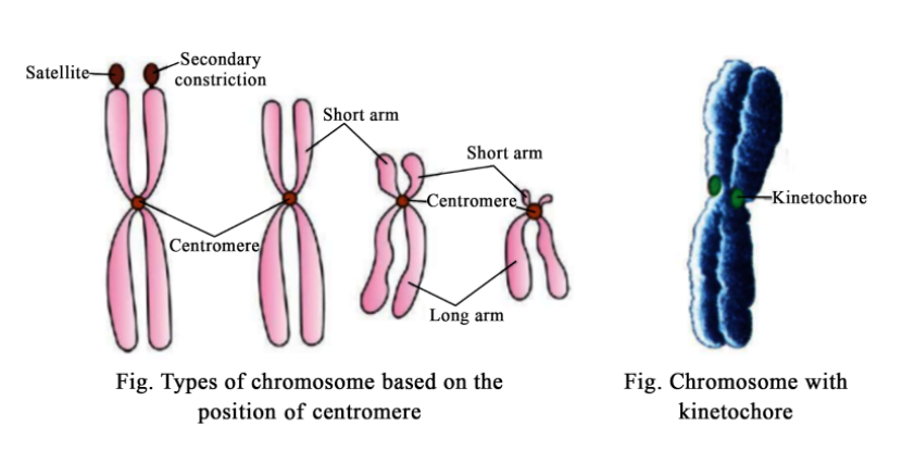 chromosome