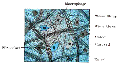 Areolar connective tissue