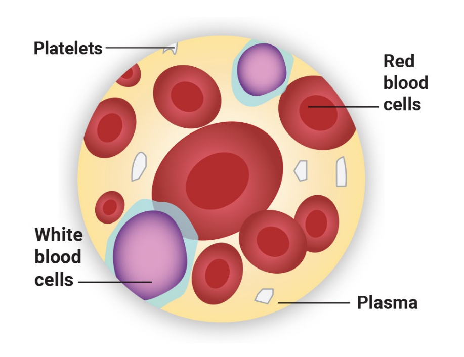 Why Blood Is A False Connective Tissue Why Blood Is A False Connective Tissue
