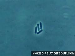 Reproduction in prokaryotes