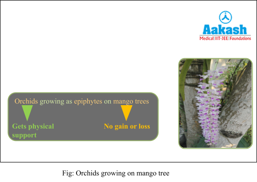 orchids growing on mango tree