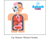 Humans- Phylum Chordata