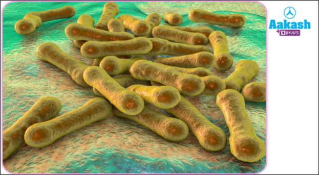 Corynebacterium diphtheriae