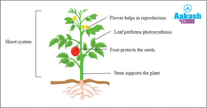 Fig: Shoot system