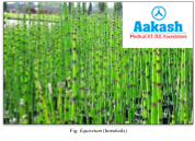 Equisetum (horsetails)