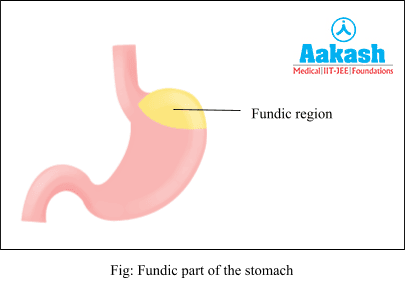  Fundic Part of the Stomach
