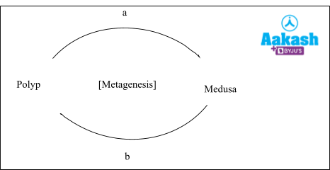 [metagenesis]