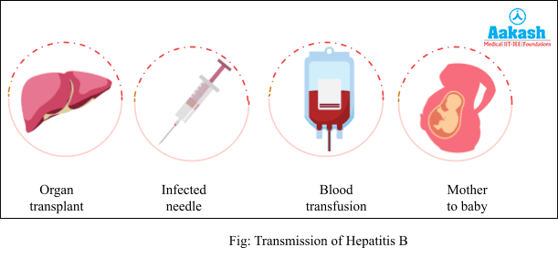 Transmission of Hepatitis B