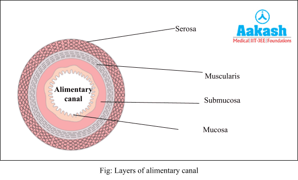 Layers of Alimentary Canal