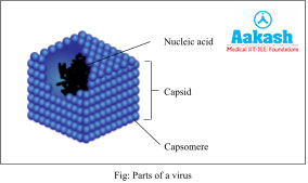 Parts of a Virus