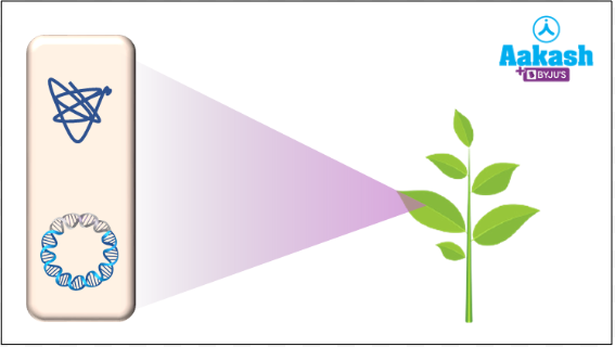 Fig: Agrobacterium with GOI inside infected host plant cell