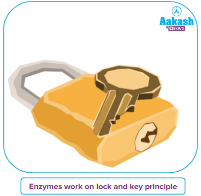 Enzymes work on lock and key principle