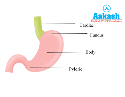 Different Parts of the Stomach 