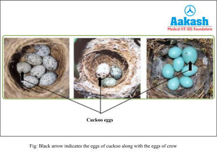 black aarow indicates the eggs