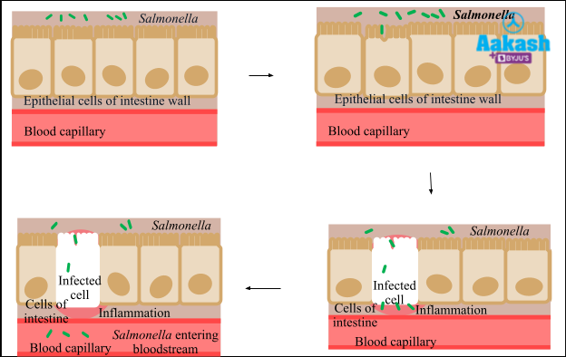 Mechanism of infection of Salmonella