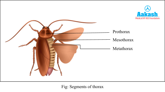 segments of thorax