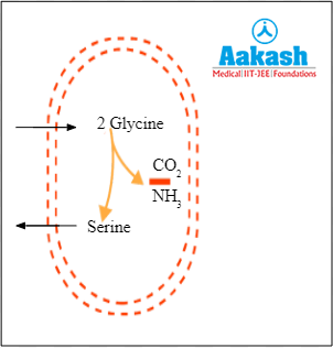 Photorespiration reaction in mitochondria