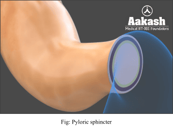 Pyloric Sphincter