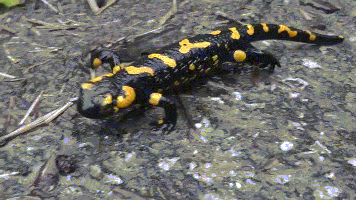 GIF: Amphibians in terrestrial habitat
