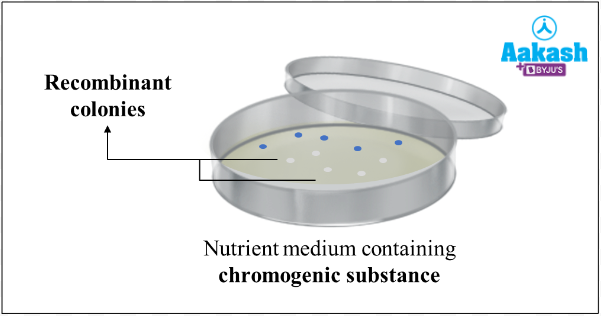 Fig: GOI inserted in the LacZ gene