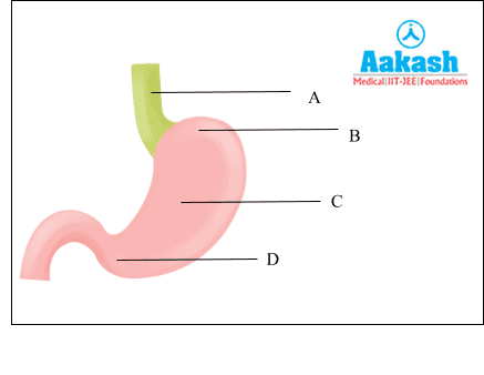 Different Parts of the Stomach