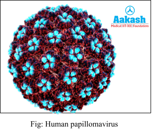 Human Papillomavirus