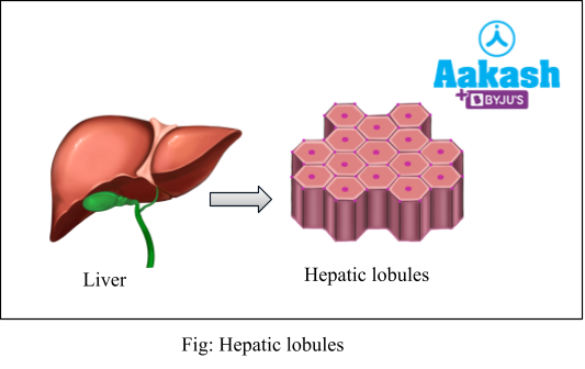 hepatic loules